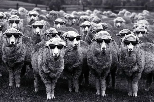 The Woolmark Company Launches Sheep Art Campaign